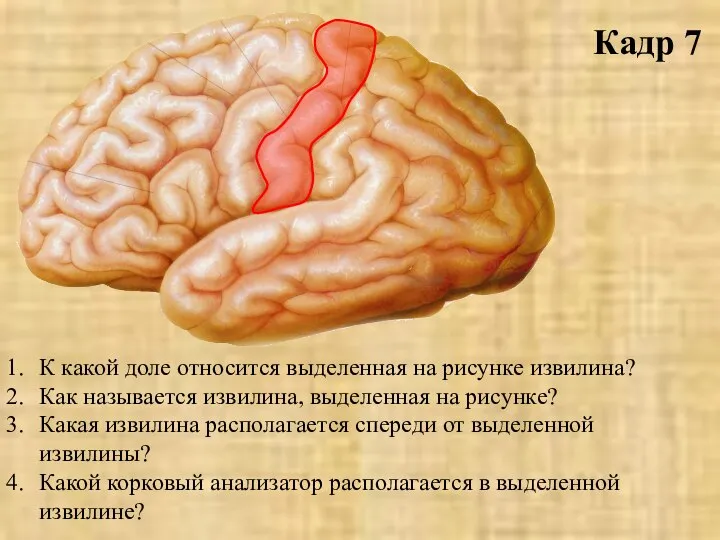 Кадр 7 К какой доле относится выделенная на рисунке извилина? Как называется