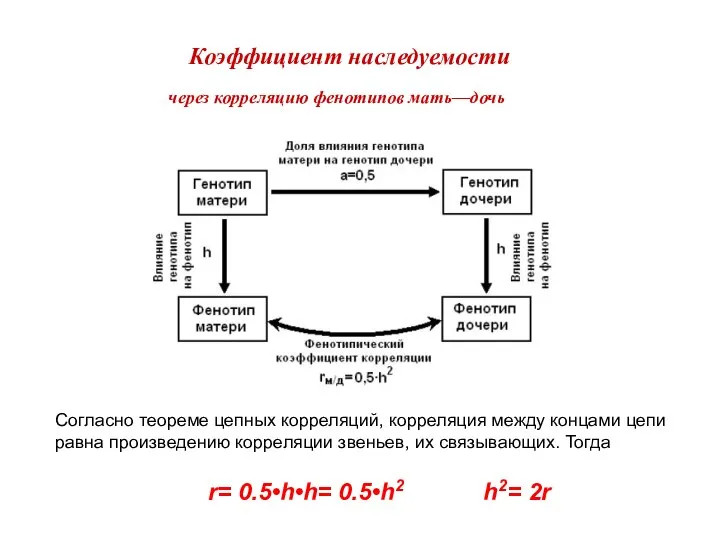 Коэффициент наследуемости через корреляцию фенотипов мать—дочь Согласно теореме цепных корреляций, корреляция между