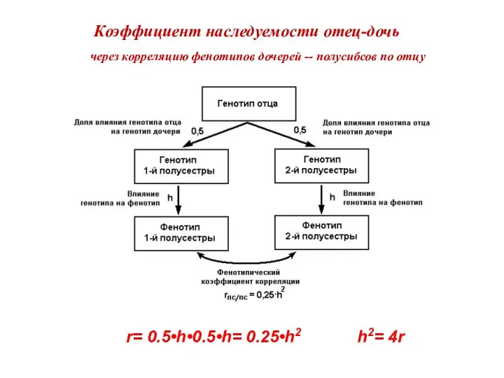 Коэффициент наследуемости отец-дочь через корреляцию фенотипов дочерей -- полусибсов по отцу r= 0.5•h•0.5•h= 0.25•h2 h2= 4r