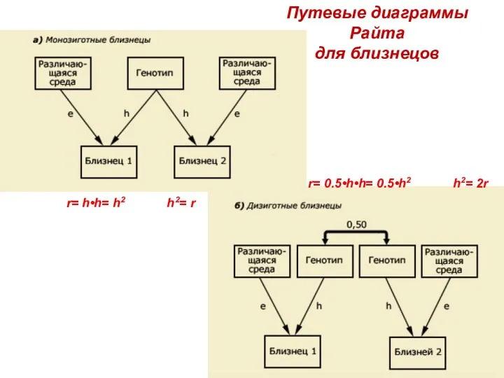 Путевые диаграммы Райта для близнецов r= 0.5•h•h= 0.5•h2 h2= 2r r= h•h= h2 h2= r