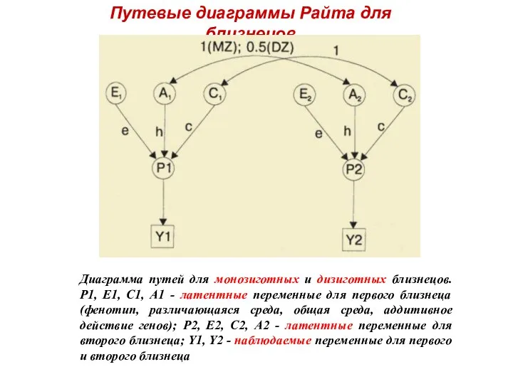 Путевые диаграммы Райта для близнецов Диаграмма путей для монозиготных и дизиготных близнецов.