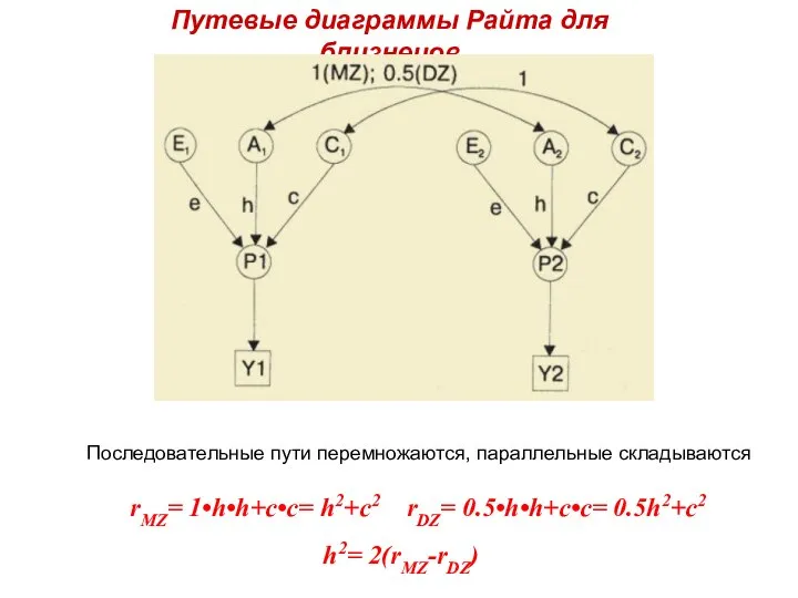 Путевые диаграммы Райта для близнецов rMZ= 1•h•h+c•c= h2+c2 rDZ= 0.5•h•h+c•c= 0.5h2+c2 h2=