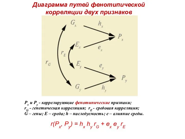 Рх и Ру - коррелирующие фенотипические признаки; rG - генетическая корреляция; rE