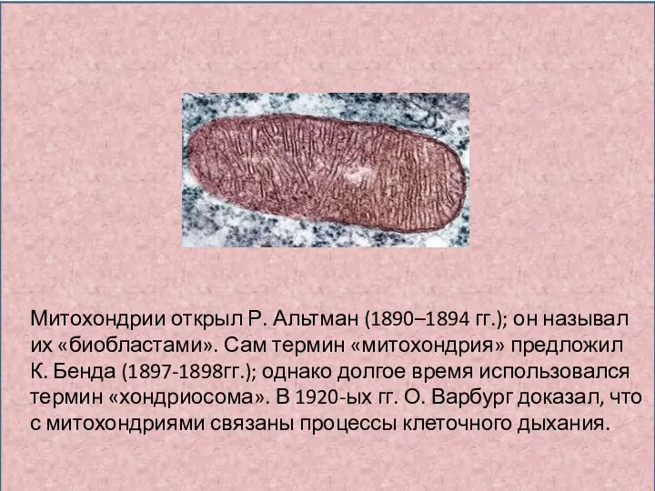 Андре́ас Ши́мпер Виктор Мейер В 1880-1883 г.г. ОТКРЫЛИ ПЛАСТИДЫ В РАСТИТЕЛЬНОЙ КЛЕТКЕ