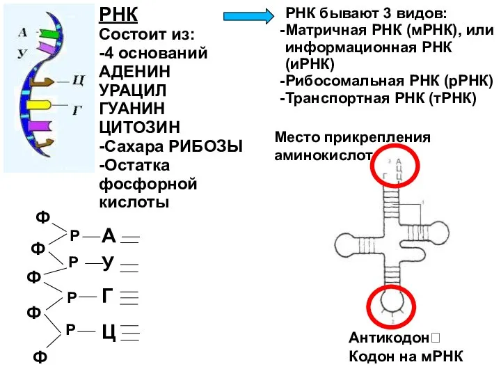 РНК Состоит из: -4 оснований АДЕНИН УРАЦИЛ ГУАНИН ЦИТОЗИН -Сахара РИБОЗЫ -Остатка