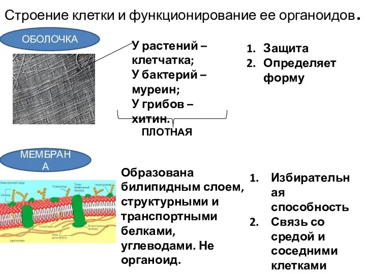 Строение клетки и функционирование ее органоидов. ОБОЛОЧКА У растений – клетчатка; У