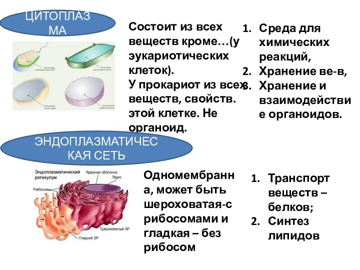 ЦИТОПЛАЗМА Состоит из всех веществ кроме…(у эукариотических клеток). У прокариот из всех