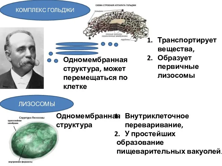 КОМПЛЕКС ГОЛЬДЖИ Одномембранная структура, может перемещаться по клетке Транспортирует вещества, Образует первичные