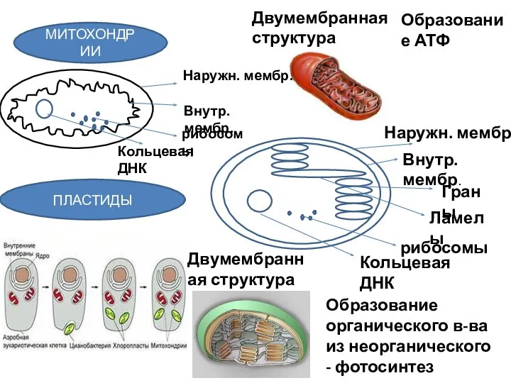 МИТОХОНДРИИ Наружн. мембр. Внутр.мембр. рибосомы Кольцевая ДНК Двумембранная структура Образование АТФ ПЛАСТИДЫ