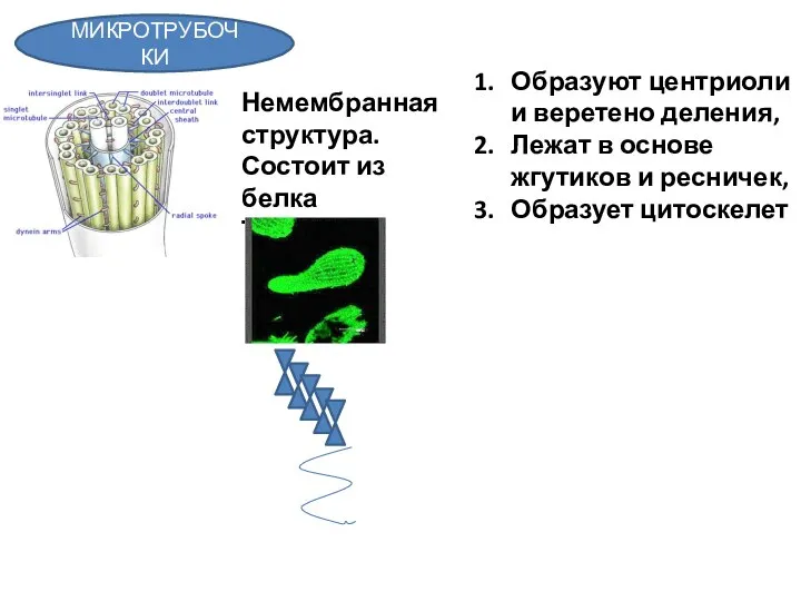 МИКРОТРУБОЧКИ Немембранная структура. Состоит из белка ТУБУЛИНА Образуют центриоли и веретено деления,