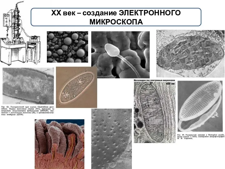 ХХ век – создание ЭЛЕКТРОННОГО МИКРОСКОПА