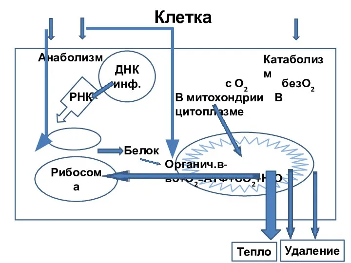 Клетка Анаболизм Катаболизм с О2 безО2 В митохондрии В цитоплазме Органич.в-во+О2=АТФ+СО2+Н2О Рибосома