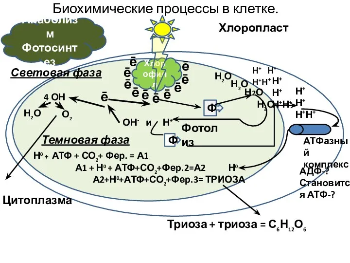 Цитоплазма Анаболизм Фотосинтез Световая фаза Хлорофилл Хлоропласт Биохимические процессы в клетке. Н2О