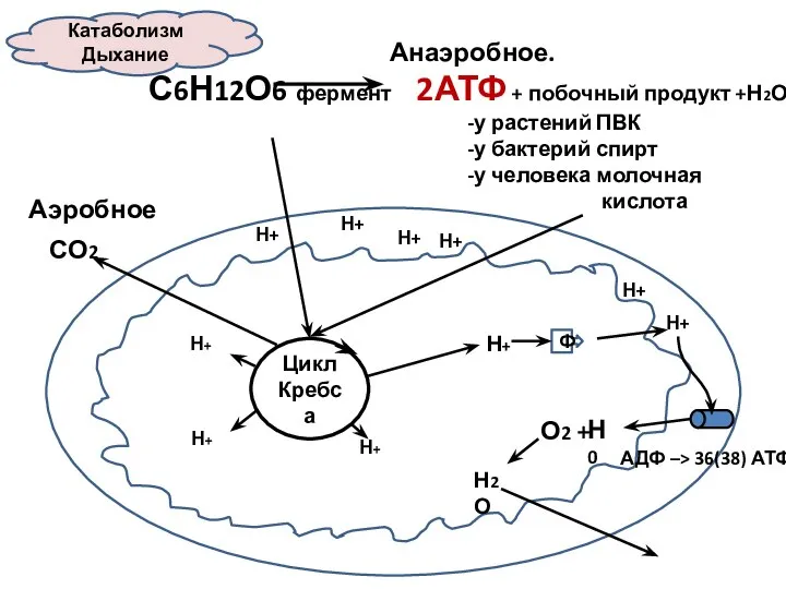 Катаболизм Дыхание Анаэробное. С6Н12О6 фермент 2АТФ + побочный продукт +Н2О+СО2 -у растений