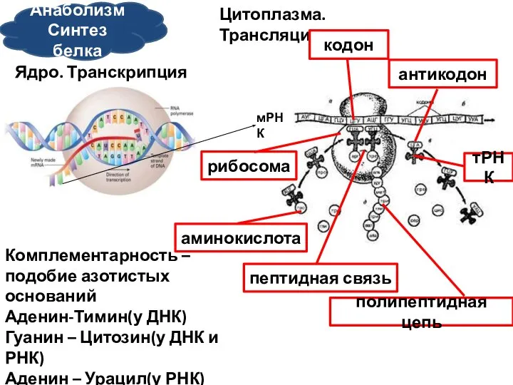 Анаболизм Синтез белка Цитоплазма. Трансляция Ядро. Транскрипция мРНК Комплементарность – подобие азотистых