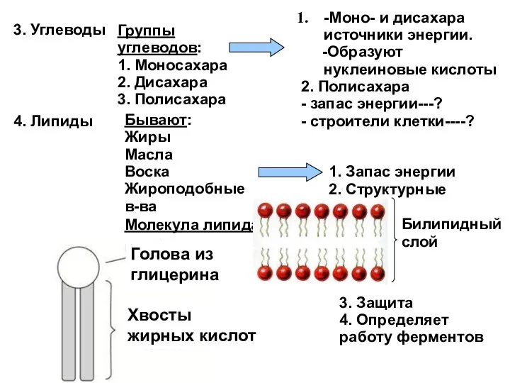 3. Углеводы Группы углеводов: 1. Моносахара 2. Дисахара 3. Полисахара -Моно- и