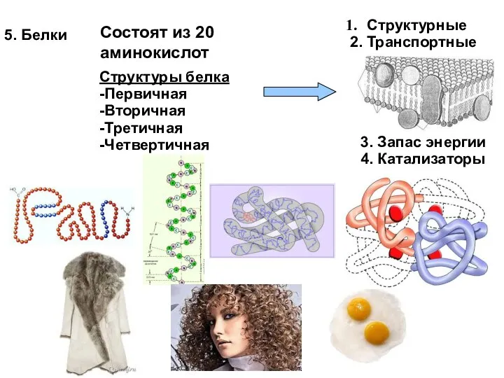 5. Белки Структуры белка -Первичная -Вторичная -Третичная -Четвертичная Структурные 2. Транспортные 3.