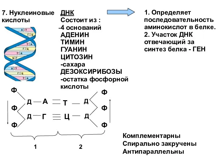 7. Нуклеиновые кислоты ДНК Состоит из : 4 оснований АДЕНИН ТИМИН ГУАНИН