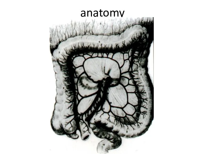 anatomy