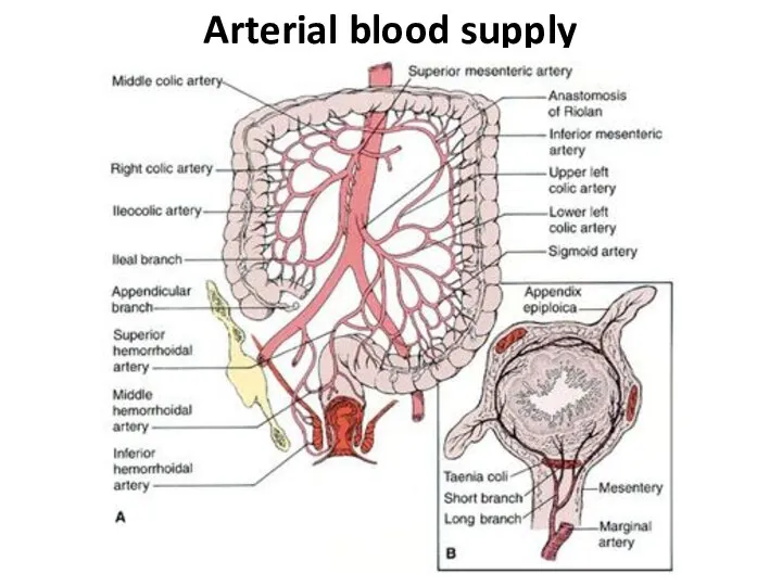 Arterial blood supply