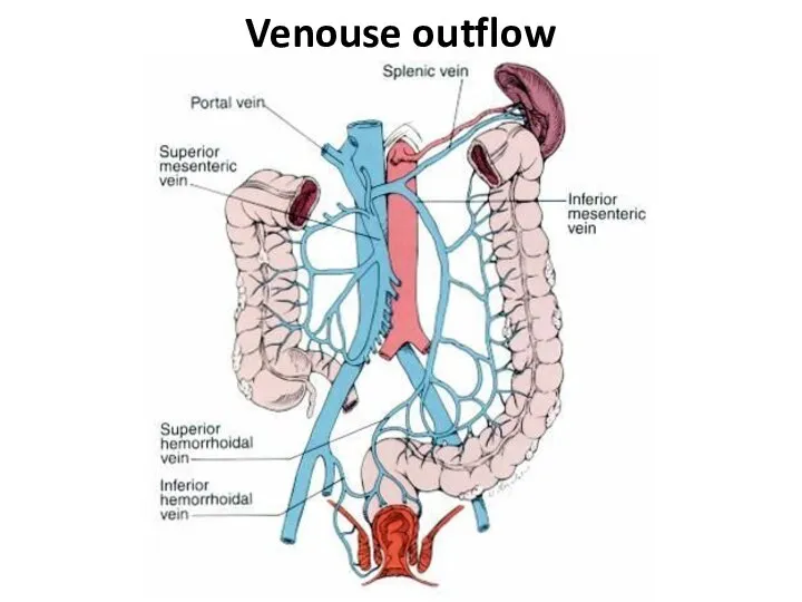 Venouse outflow