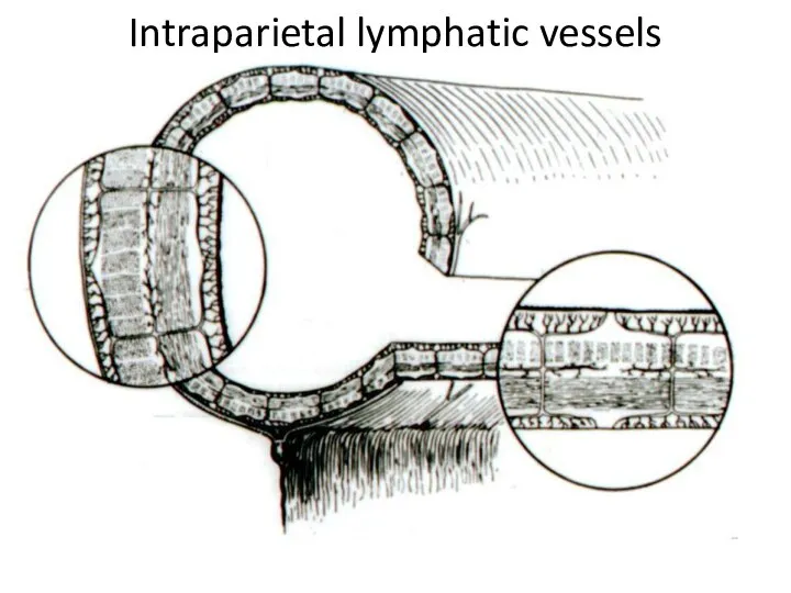 Intraparietal lymphatic vessels