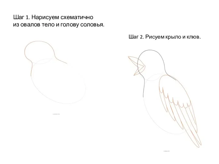 Шаг 1. Нарисуем схематично из овалов тело и голову соловья. Шаг 2. Рисуем крыло и клюв.