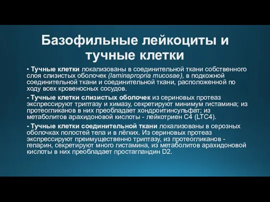 Базофильные лейкоциты и тучные клетки • Тучные клетки локализованы в соединительной ткани