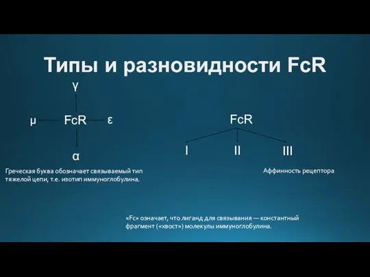 Типы и разновидности FcR FcR γ ε α μ FcR I II