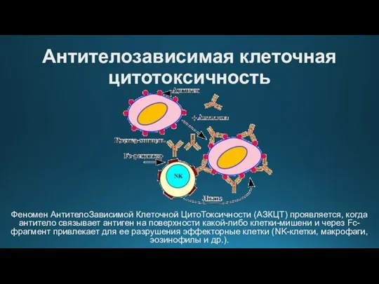 Антителозависимая клеточная цитотоксичность Феномен АнтителоЗависимой Клеточной ЦитоТоксичности (АЗКЦТ) проявляется, когда антитело связывает