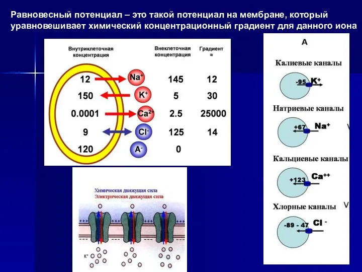 Равновесный потенциал – это такой потенциал на мембране, который уравновешивает химический концентрационный градиент для данного иона