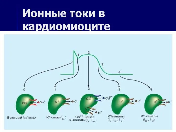 Ионные токи в кардиомиоците