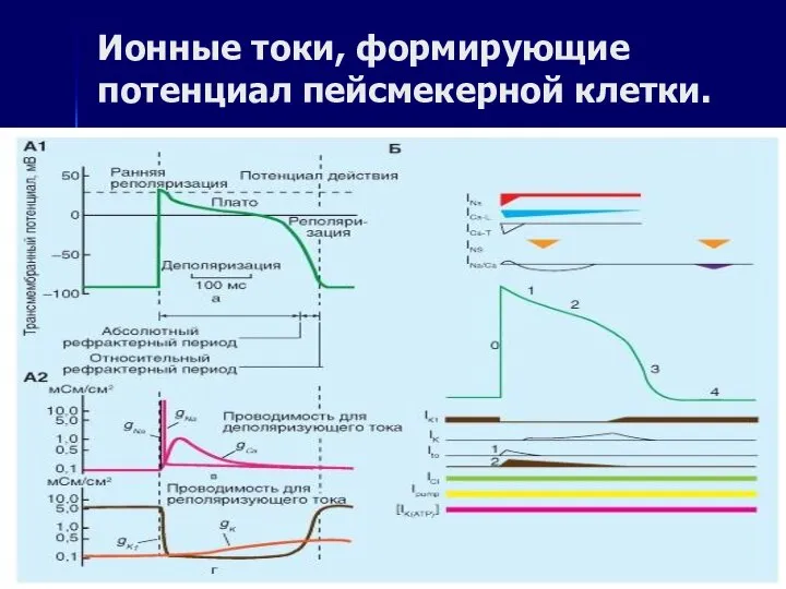 Ионные токи, формирующие потенциал пейсмекерной клетки.