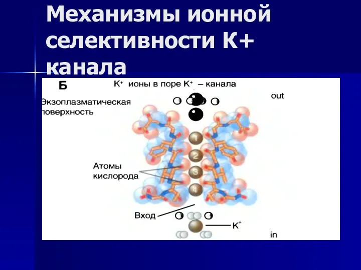 Механизмы ионной селективности К+ канала