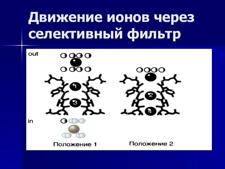 Движение ионов через селективный фильтр