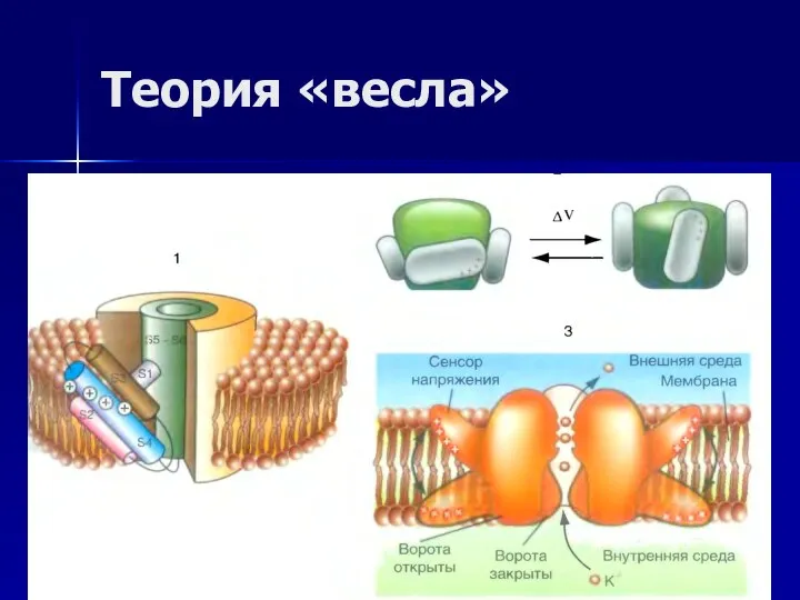 Теория «весла»