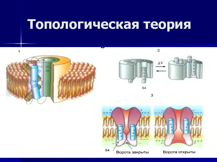 Топологическая теория