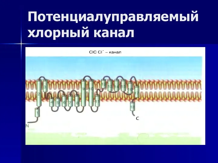 Потенциалуправляемый хлорный канал