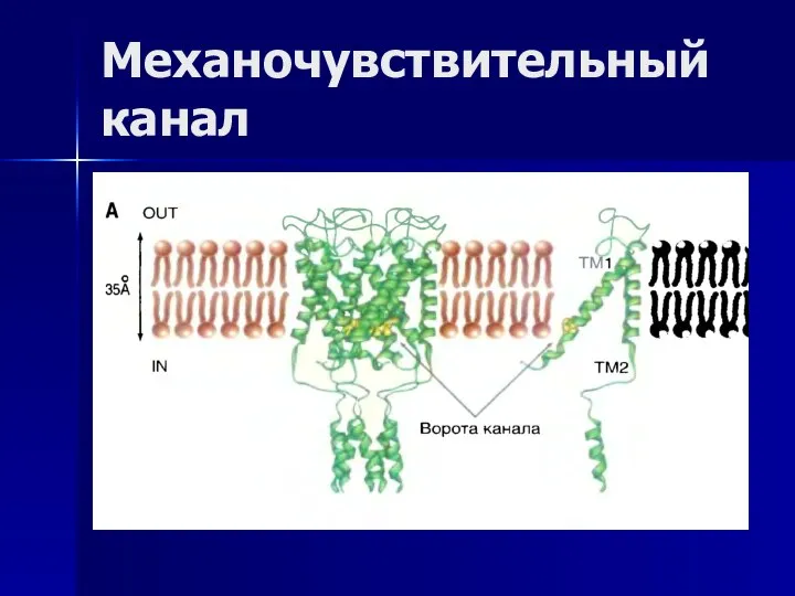 Механочувствительный канал