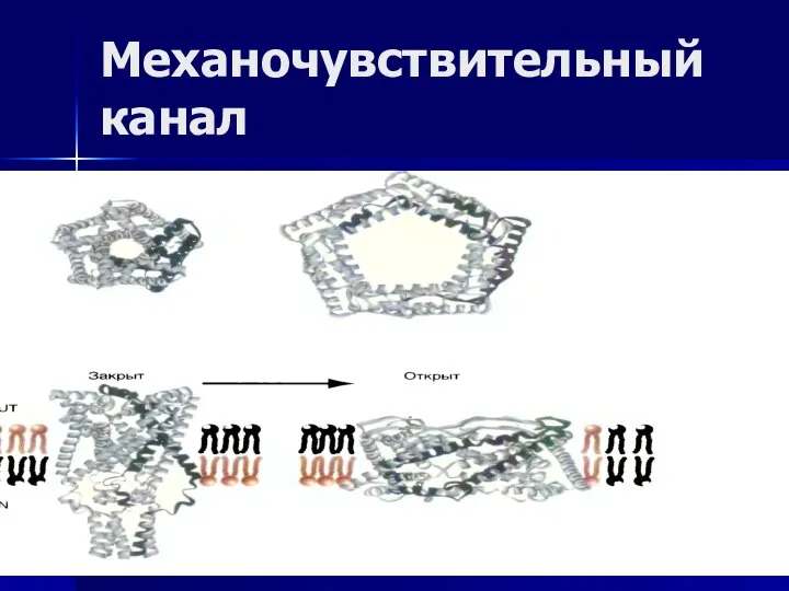 Механочувствительный канал