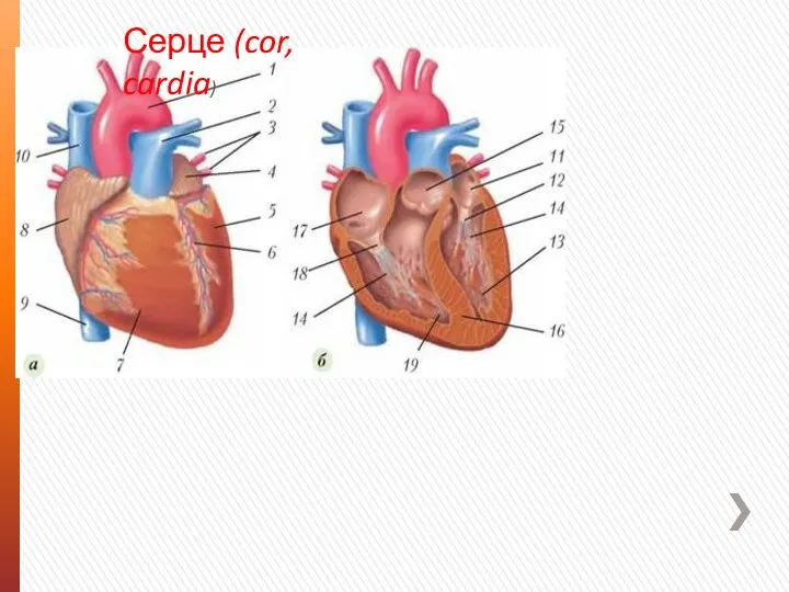 Серце (cor, cardia)
