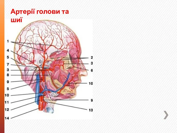 Артерії голови та шиї