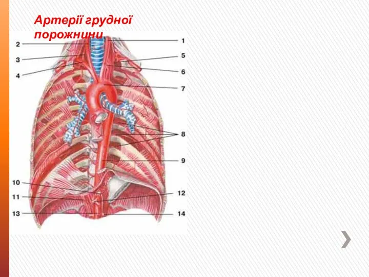 Артерії грудної порожнини