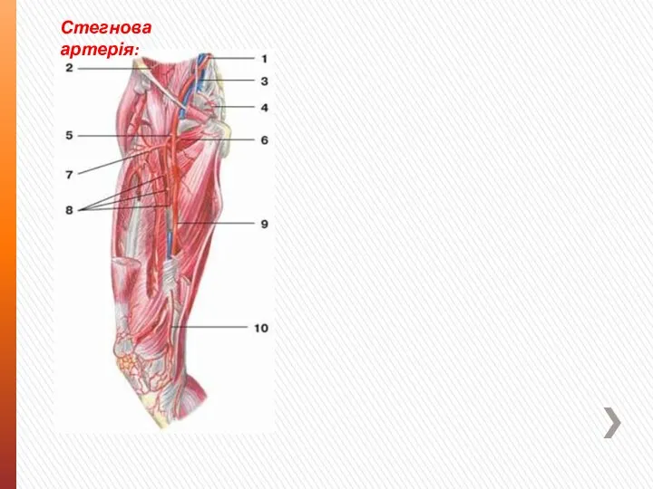 Стегнова артерія: