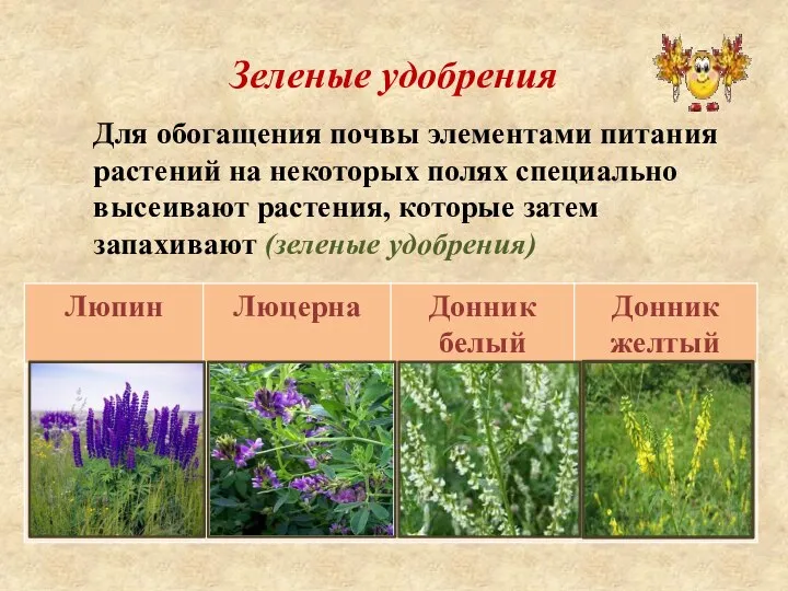 Зеленые удобрения Для обогащения почвы элементами питания растений на некоторых полях специально