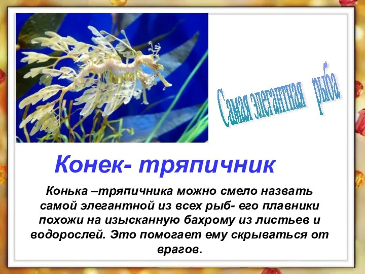 Конька –тряпичника можно смело назвать самой элегантной из всех рыб- его плавники