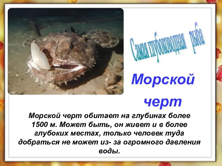 Морской черт обитает на глубинах более 1500 м. Может быть, он живет