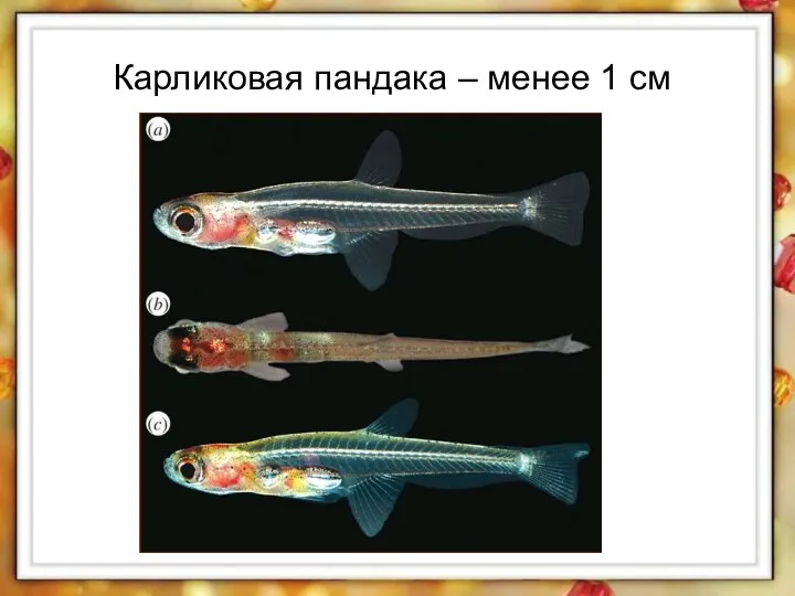 Карликовая пандака – менее 1 см