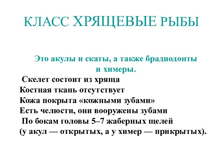 КЛАСС ХРЯЩЕВЫЕ РЫБЫ Это акулы и скаты, а также брадиодонты и химеры.