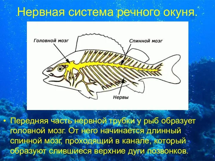 Нервная система речного окуня. Передняя часть нервной трубки у рыб образует головной